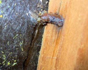 stuccoslide9 Water leaking through stucco wall covering