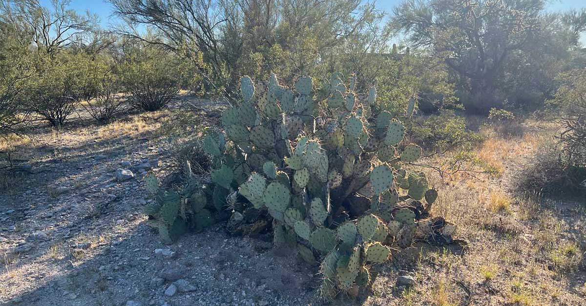 water intrusion testing in Tucson arizona