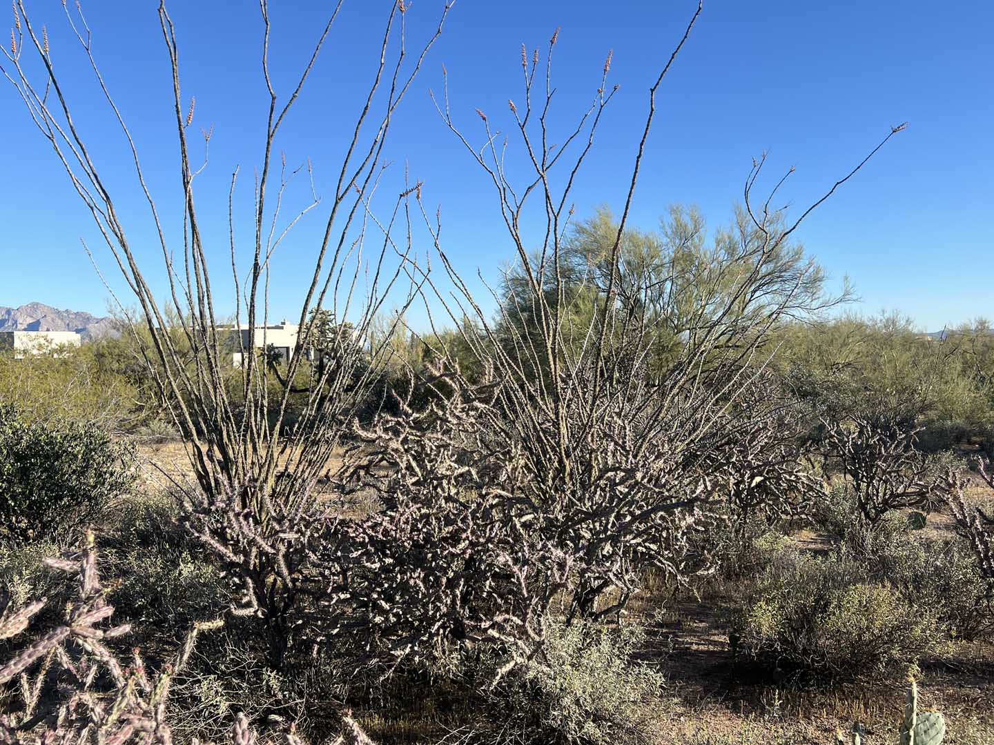 Building Leak Detection In Arizona